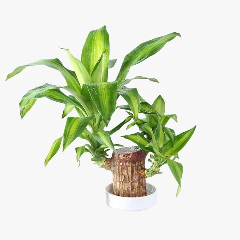 Brazilian Lucky Wood Plant – Bring Luck & Positive Energy