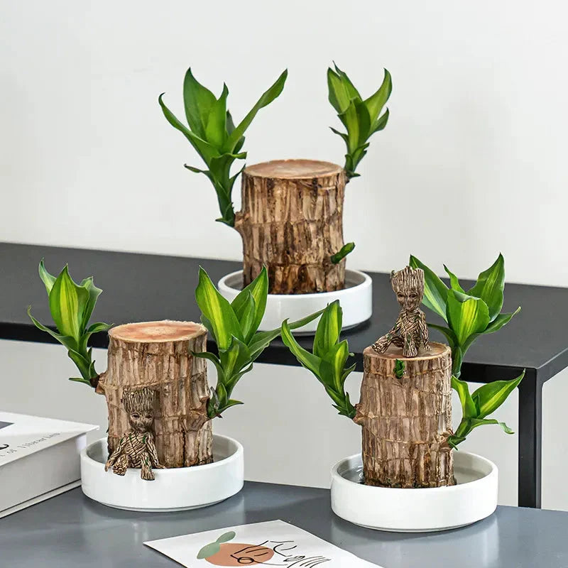 Brazilian Lucky Wood Plant – Bring Luck & Positive Energy