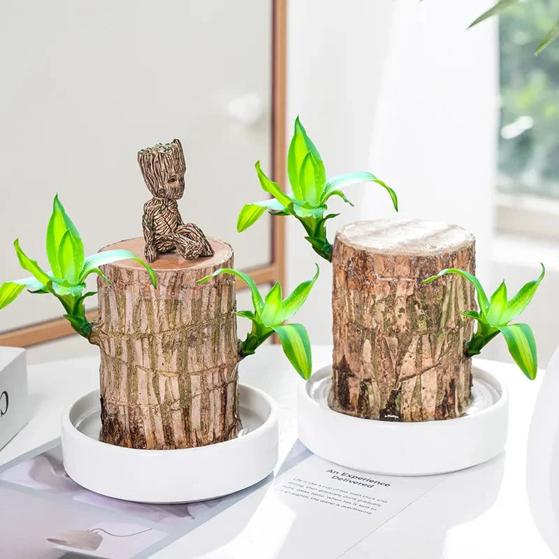 Brazilian Lucky Wood Plant – Bring Luck & Positive Energy