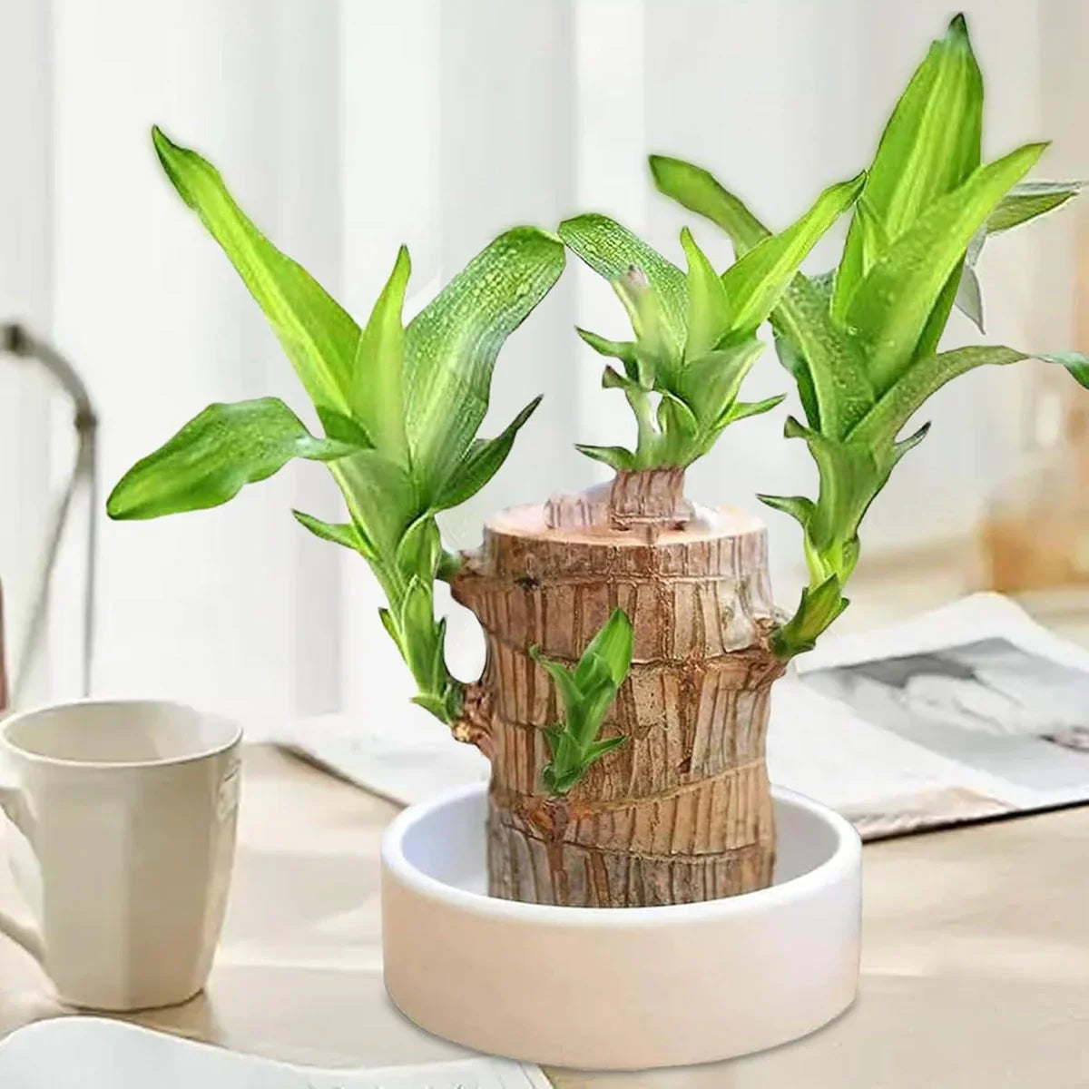 Brazilian Lucky Wood Plant – Bring Luck & Positive Energy